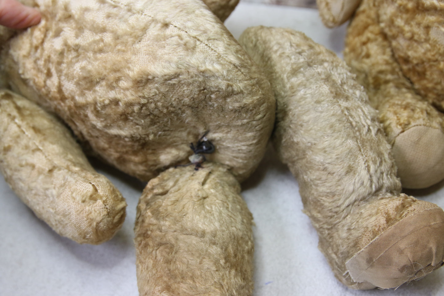 Vanha Nalle pariskunta