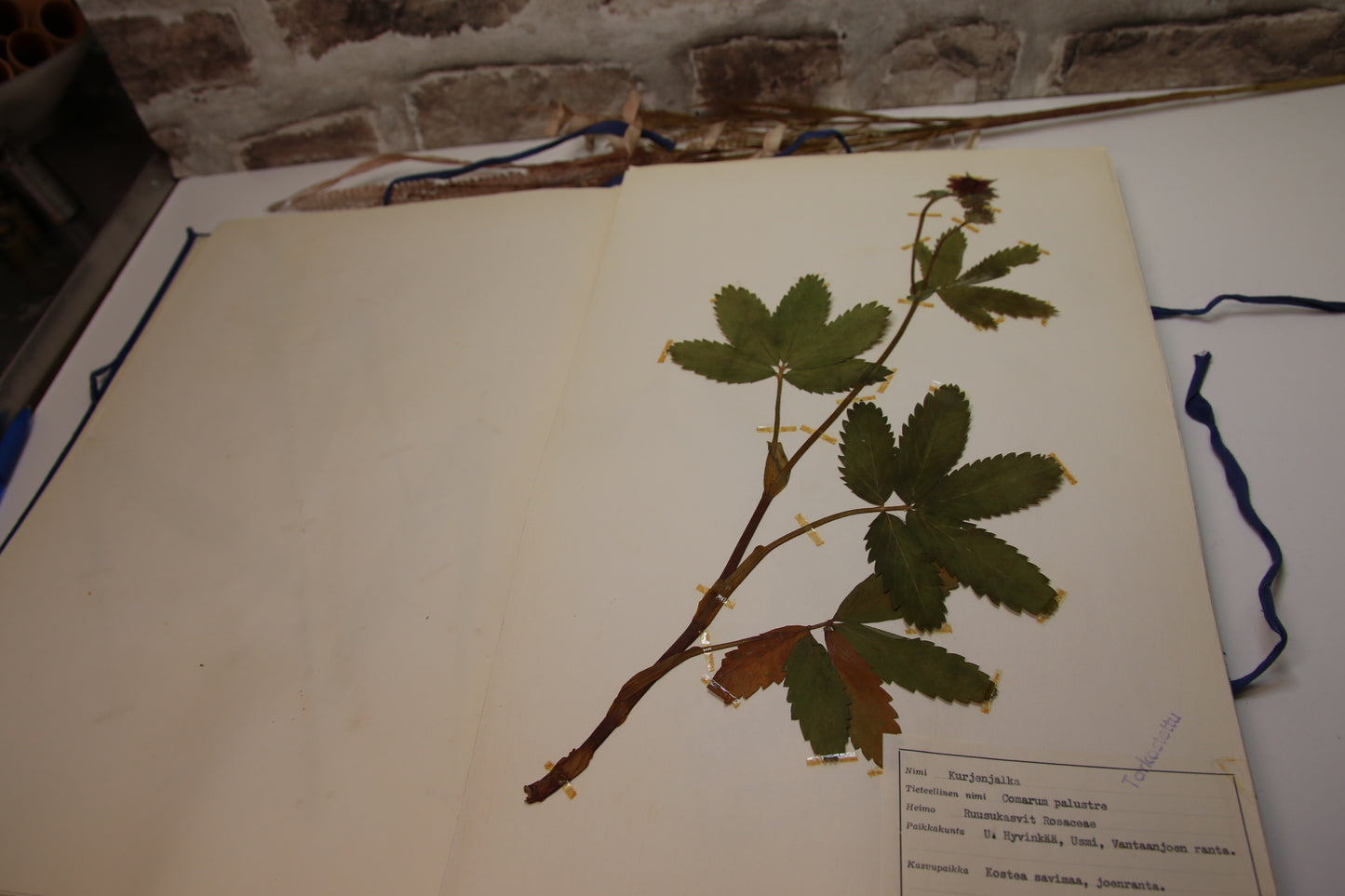 Kasvisto keräilykansio 60-luku