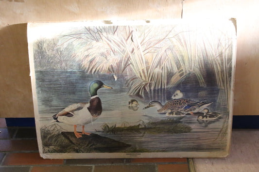 Opetustaulu Heinäsorsa